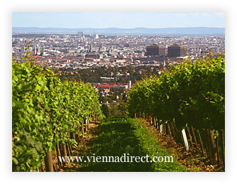 Walking throough the vineyards above Vienna